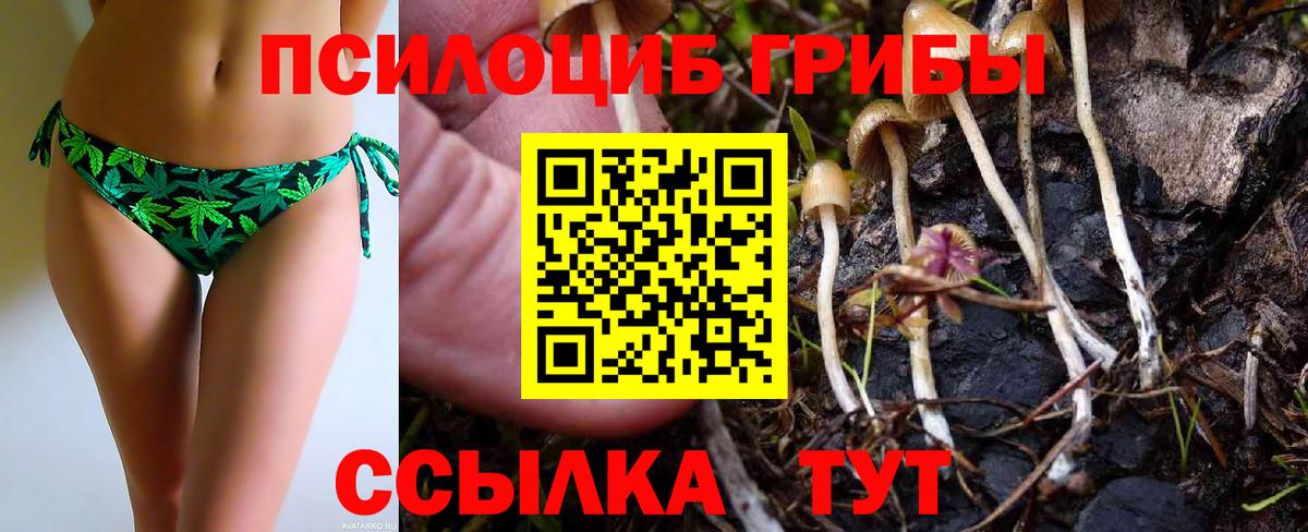 Галлюциногенные грибы Cubensis Черкесск